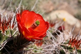 Mojave Mound Cactus One Flower