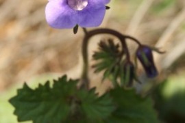 Phacelia