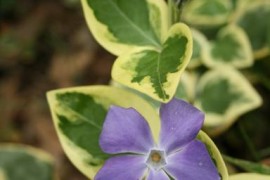 Vinca