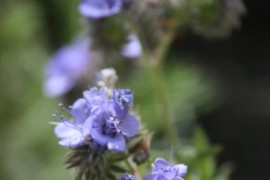 Fern Leaf Phacelia