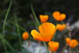 California Poppies