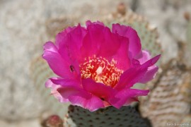 Beavertall Cactus