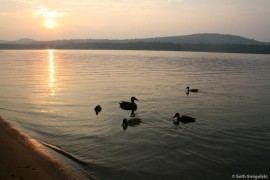 Adirondack Ducks