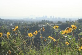 Bush Sunflowers