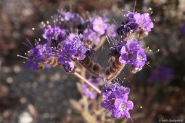 Notch-Leaf Phacelia