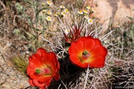 Mojave Mound Cactus Two Flowers