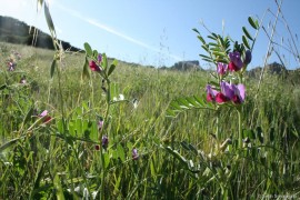 Spring Vetch