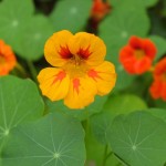 Nasturtiums on Ennisbrook Trail in Montecito