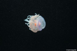 Jellyfish at Monterey Bay Aquarium