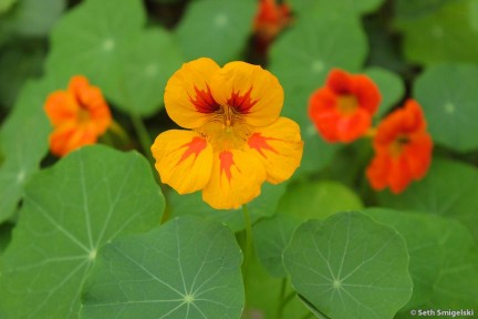 Nasturtiums on Ennisbrook Trail in Montecito, California